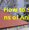 How to Spot Signs of Animal Damage on Your Roof